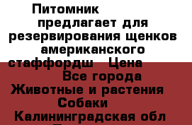 Питомник KURAT GRAD предлагает для резервирования щенков американского стаффордш › Цена ­ 25 000 - Все города Животные и растения » Собаки   . Калининградская обл.,Приморск г.